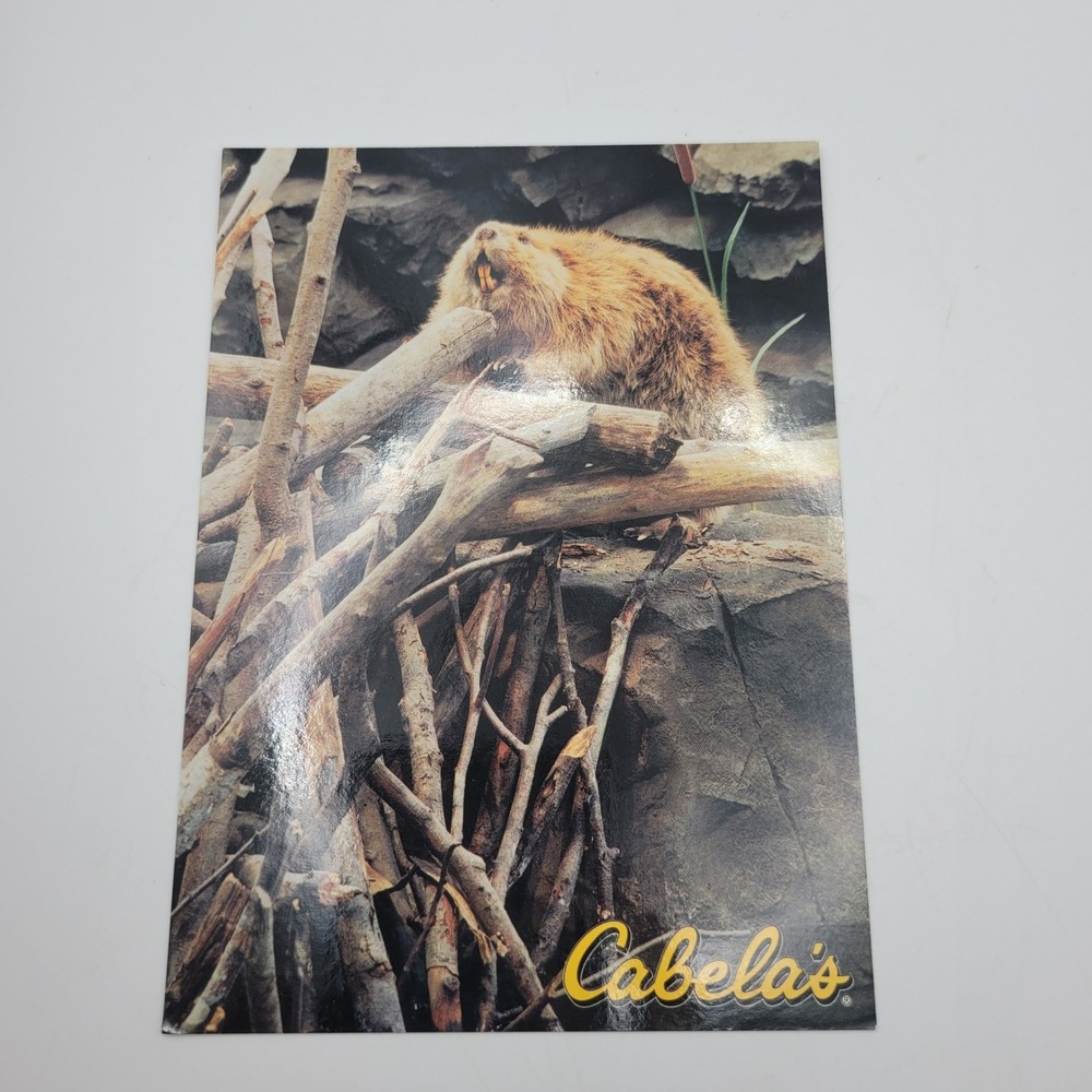 Cabelas‎ Beaver Postcard Dundee Michigan Wildlife Nature Photo Bill Diers